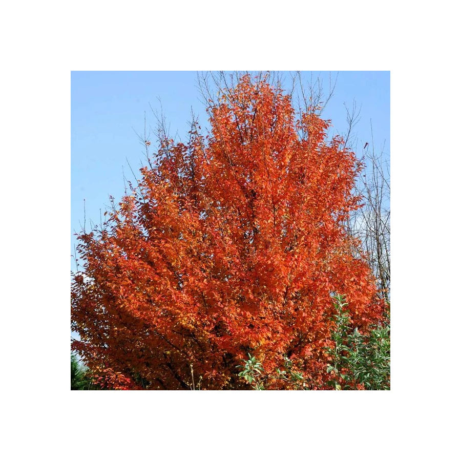 Carpen "Ornage Retz" arbore / Carpinus betulus "Ornage Retz"/ by gradina-noastra