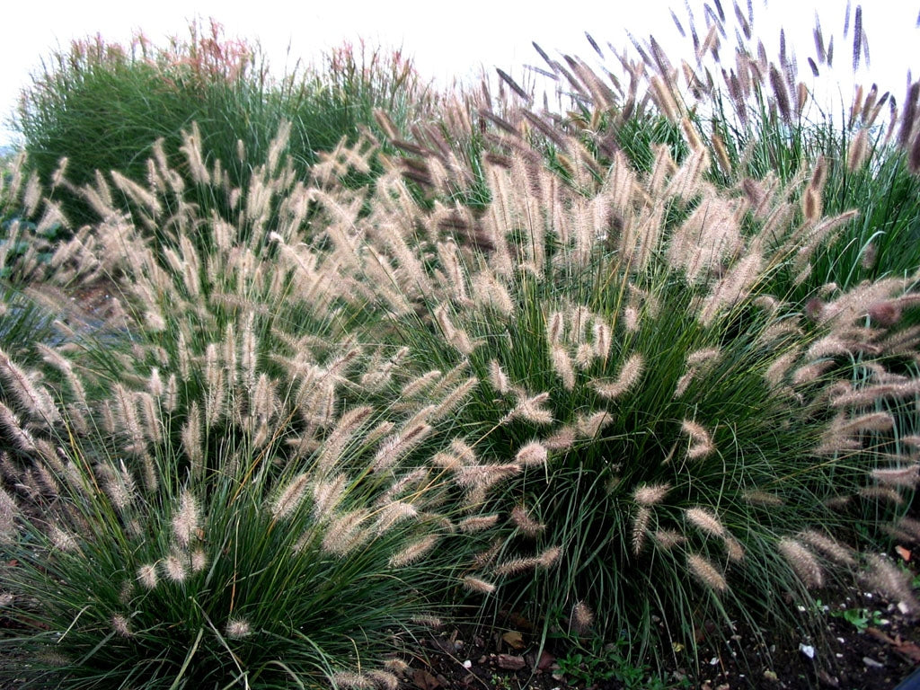 Pennisetum alopecuroides "Hameln" - Gradina Noastra