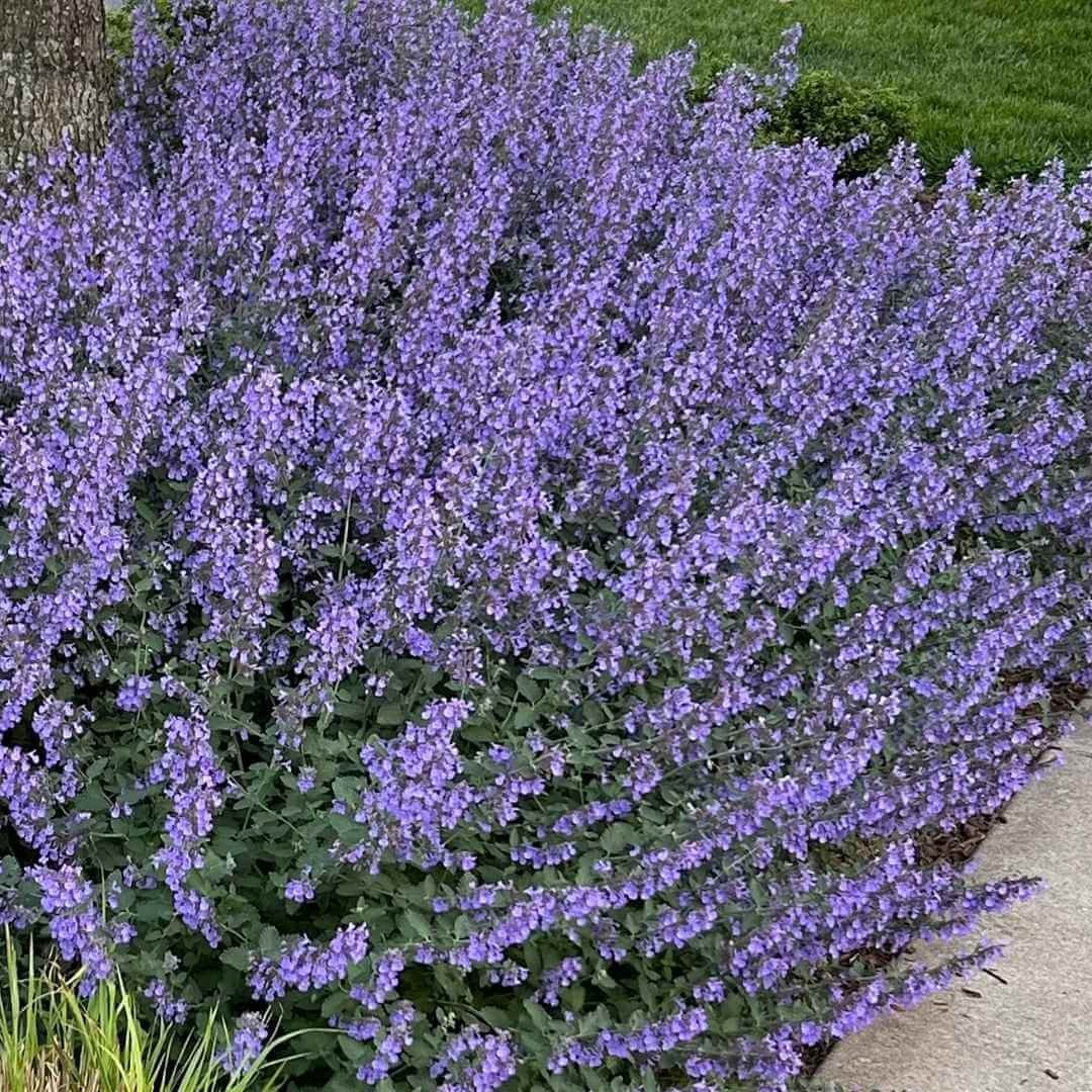 Nepeta kubanica "Neptune" by Gradina Noastra