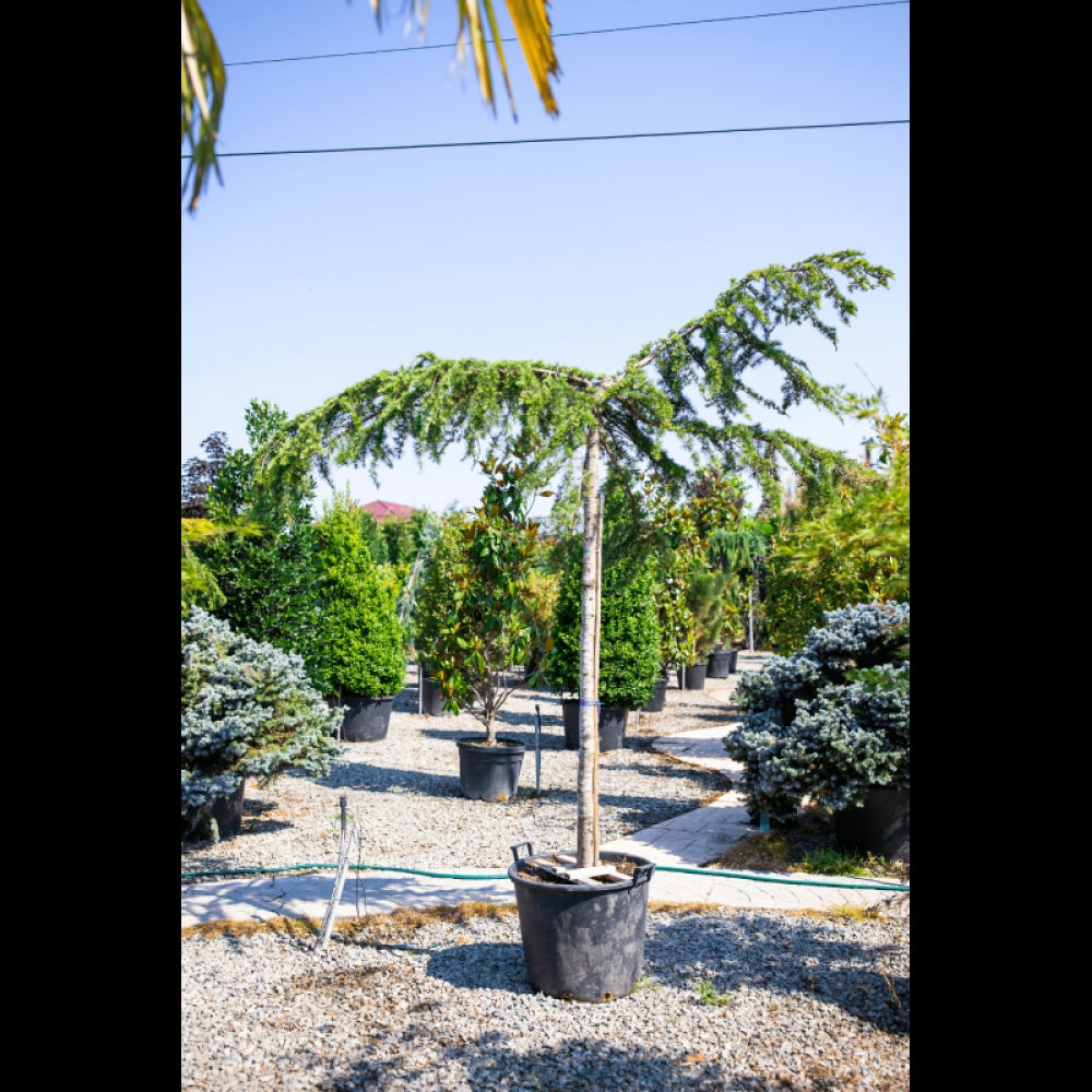 Cedru de Himalaya pendul 1.70 - 2.00 m / Cedrus deodara "Pendula" / by gradina-noastra