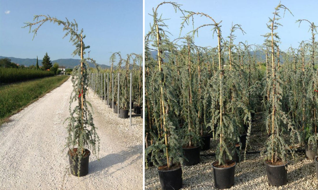 Cedru argintiu curgator 1.75 - 2.00 m / Cedrus atlantica "Glauca Pendula" / by gradina-noastra