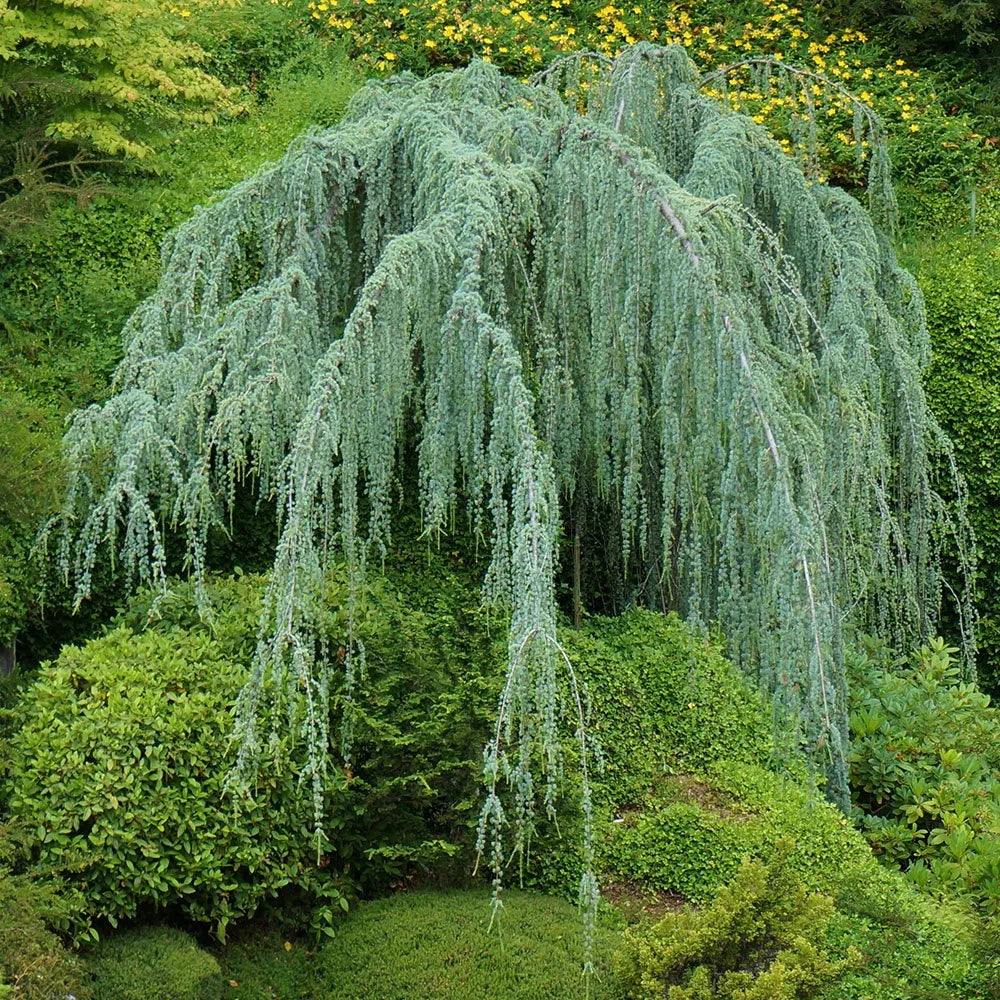 Cedru argintiu curgator pomisor / Cedrus atlantica "Glauca Pendula" /