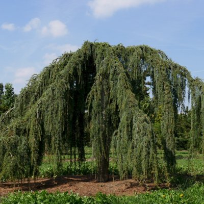 Cedru de Himalaya "Pendula" 2.50 - 3.00 m / Cedrus deodora "Pendula" / by gradina-noastra
