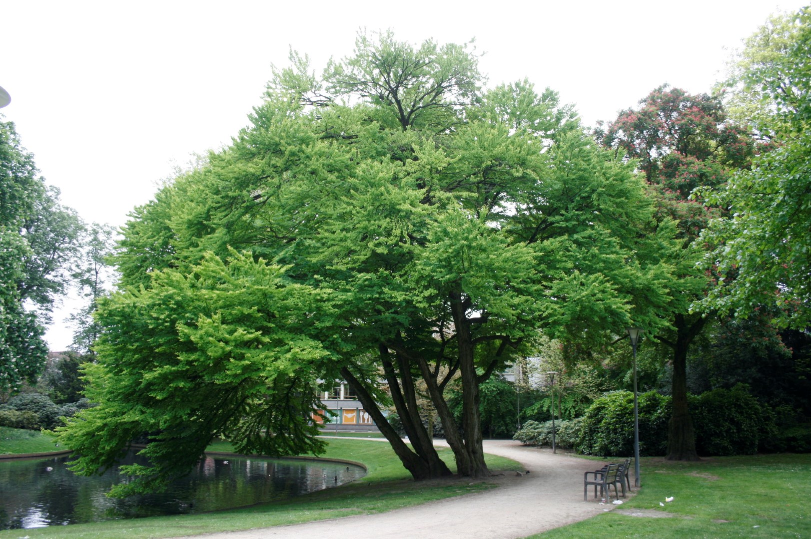 Arborele „ Katsura” Multitulpinal 2.00 m - 2.50 m / Cercidiphyllum japonicum / by gradina-noastra