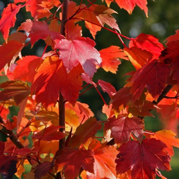 Artar rosu „Scalon” 2.50 - 3.50 m / Acer rubrum „Scalon” / gradina-noastra