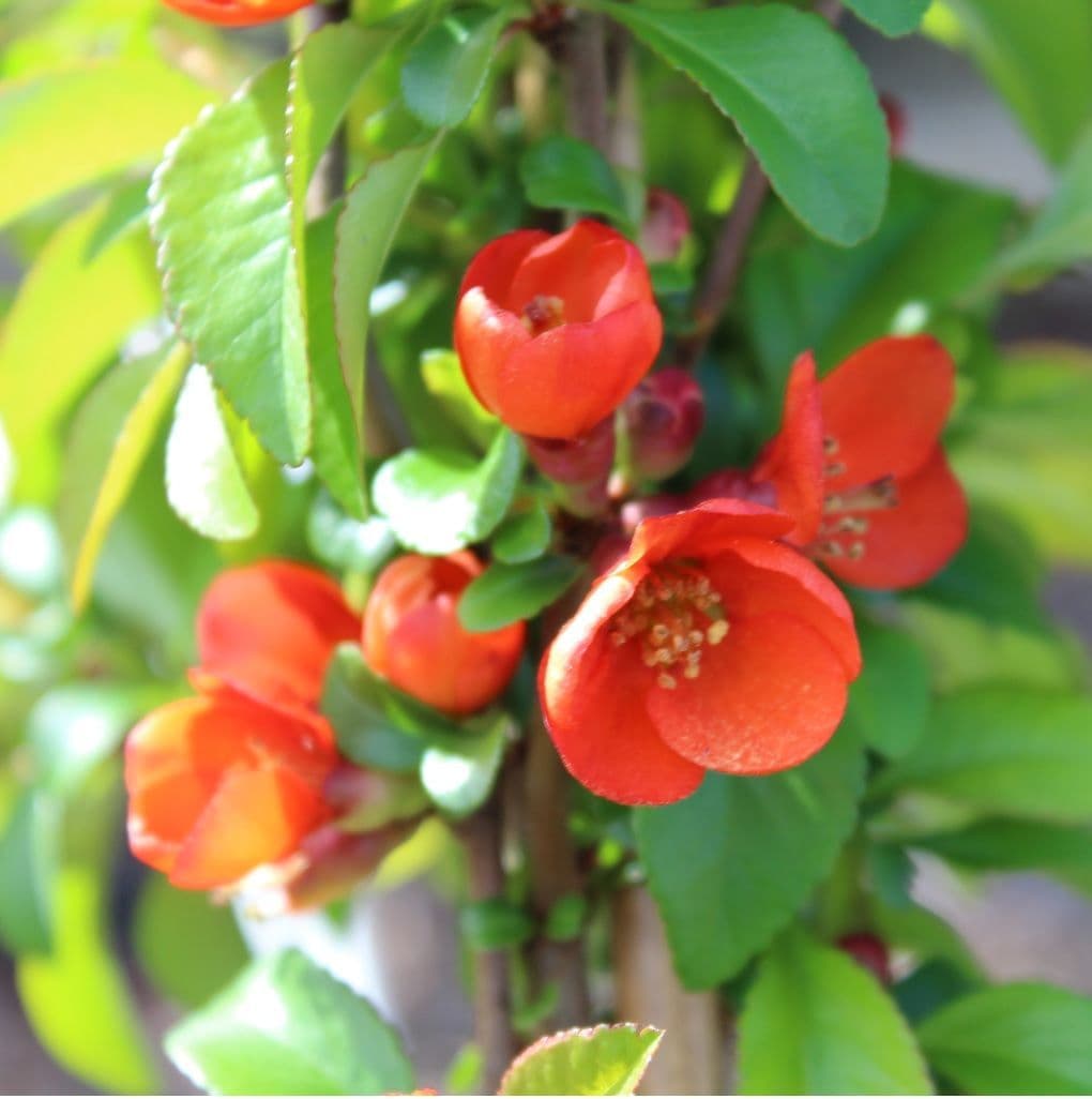 Gutui japonez mix/buc /Chaenomeles japonica mix / buc/ - Gradina Noastra