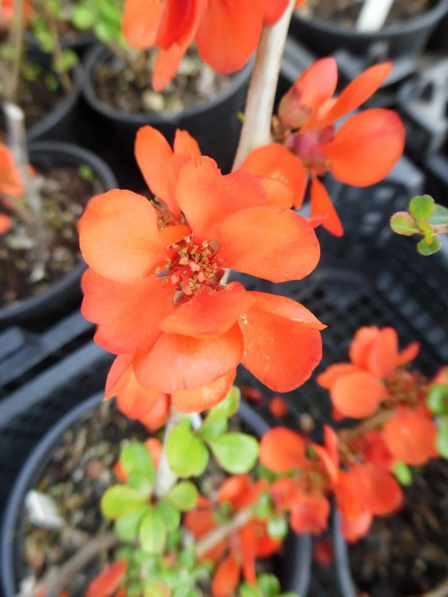 Gutui japonez mix/buc /Chaenomeles japonica mix / buc/ - Gradina Noastra