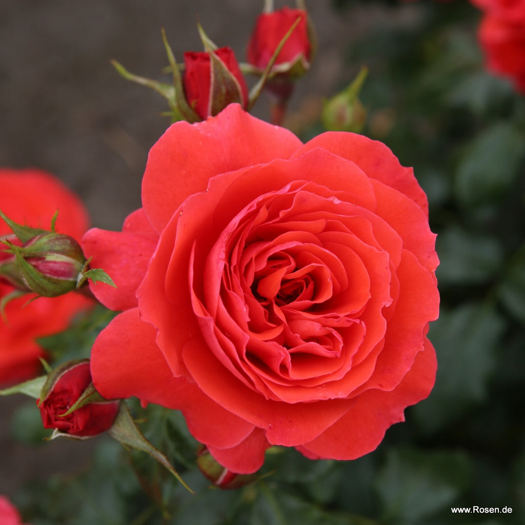 Trandafir floribunda "Cherry Girl"/ Rosa floribunda "Cherry Girl"/