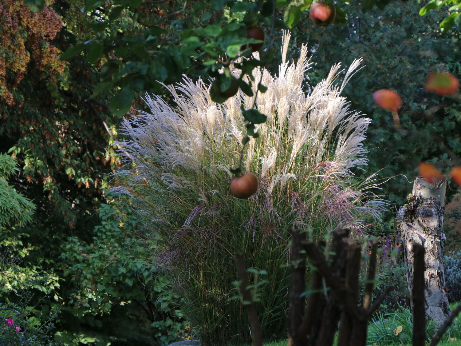 Iarba elefantului "Kleine Fontaine" / Miscanthus sinensis "Kleine Fontaine" / - Gradina Noastra