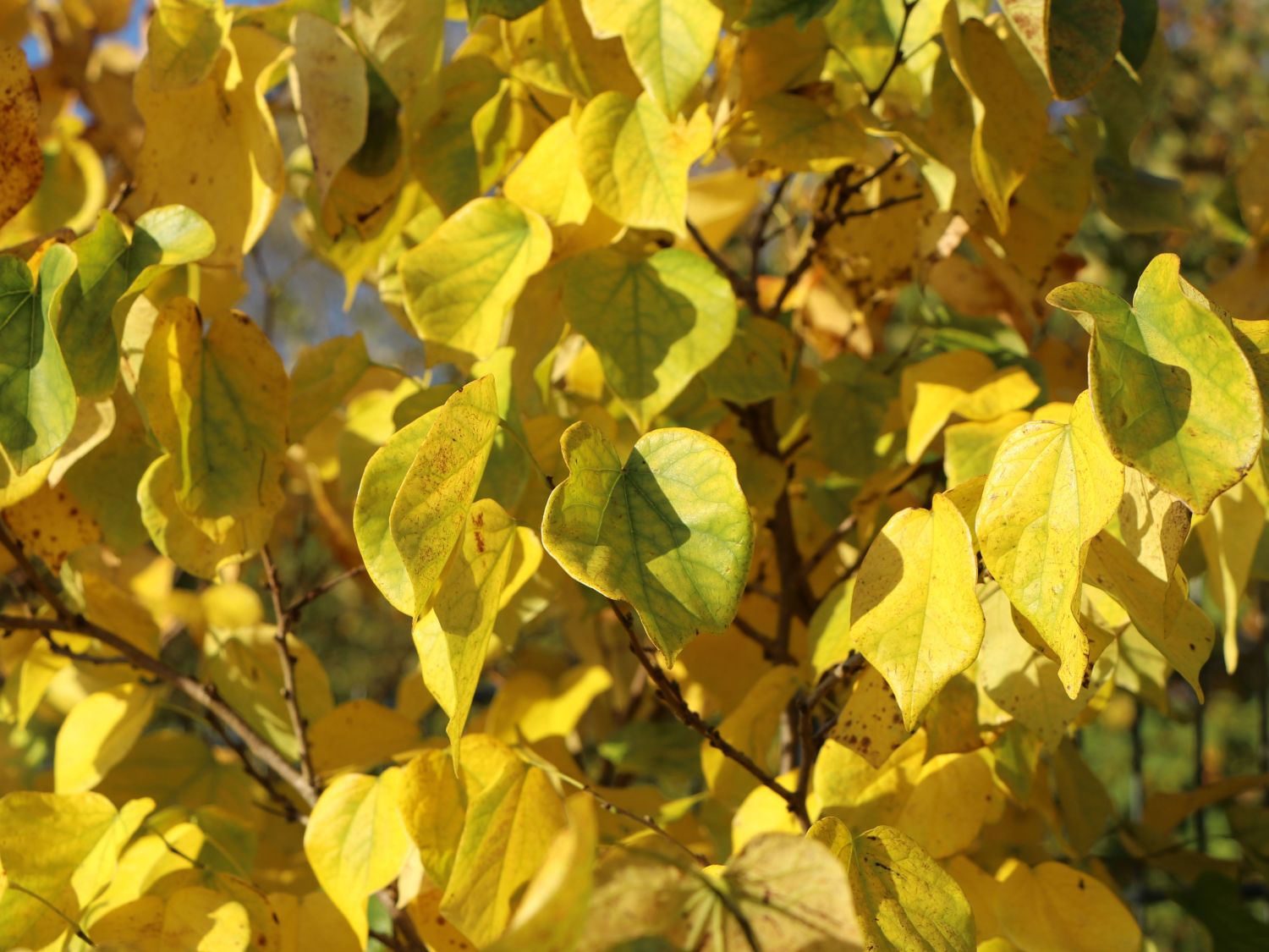 Arborele Iudei "Shirobana" tufa 1.50 - 1.70 m / Cercis chinensis "Shirobana" / by gradina-noastra