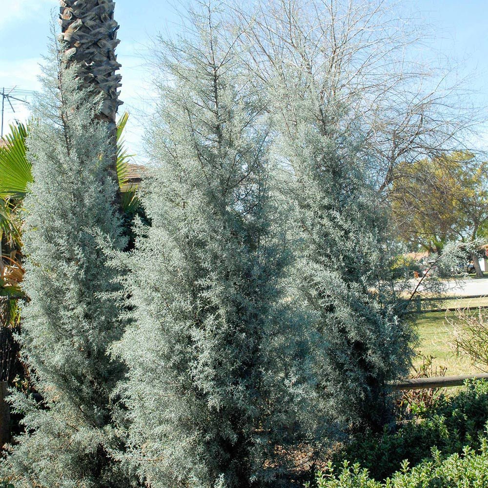 Chiparos de Arizona fastigiat / Cupressus arizonica "Fastigiata" /