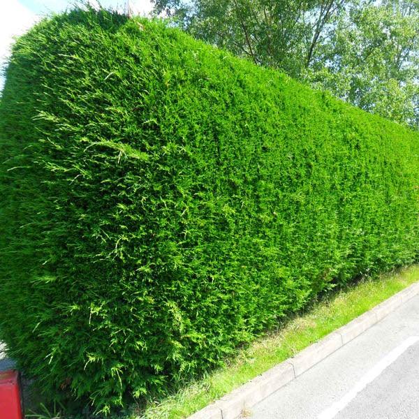 Gard viu din Cupressocyparis leylandii, port compact conic, ramuri dense de la sol, verde intens.