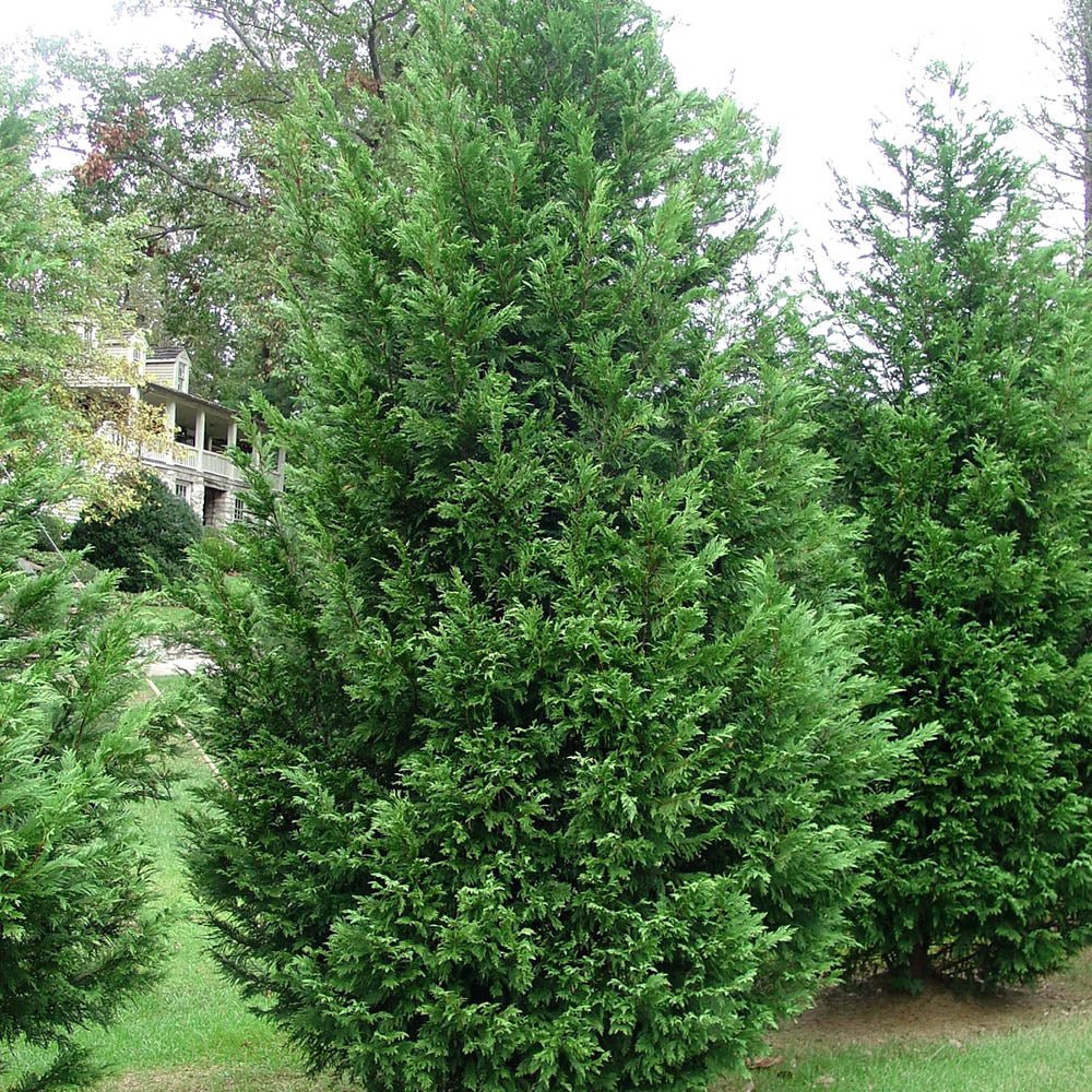 Chiparos leylandii "2001" / x Cupressocyparis leylandii "2001 - Pyramidalis" /