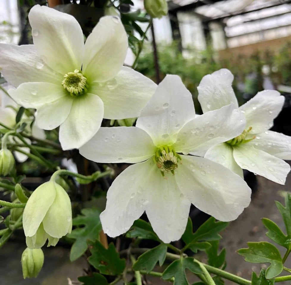 Clematis cartmanii "Avalanche" by gradina-noastra