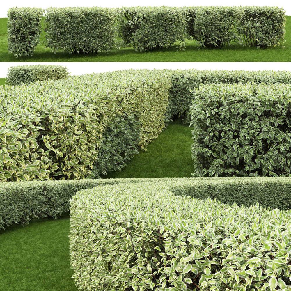 Corn alb "Elegantissima" /Cornus alba "Elegantissima"/ - Gradina Noastra