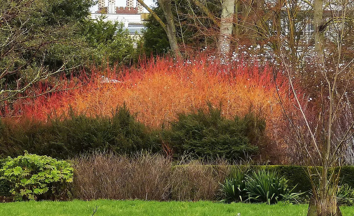 Sanger „Midwinter Fire” / Cornus sanguinea „Midwinter Fire”/