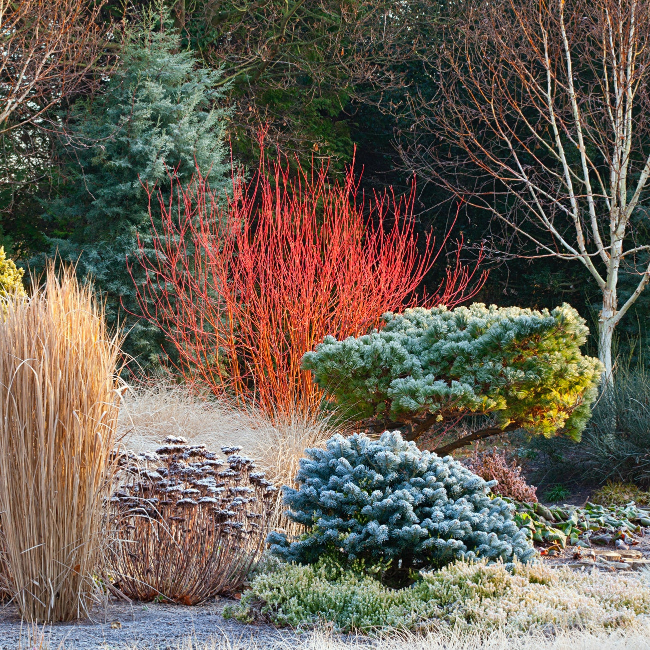 Sanger „Midwinter Fire” / Cornus sanguinea „Midwinter Fire”/