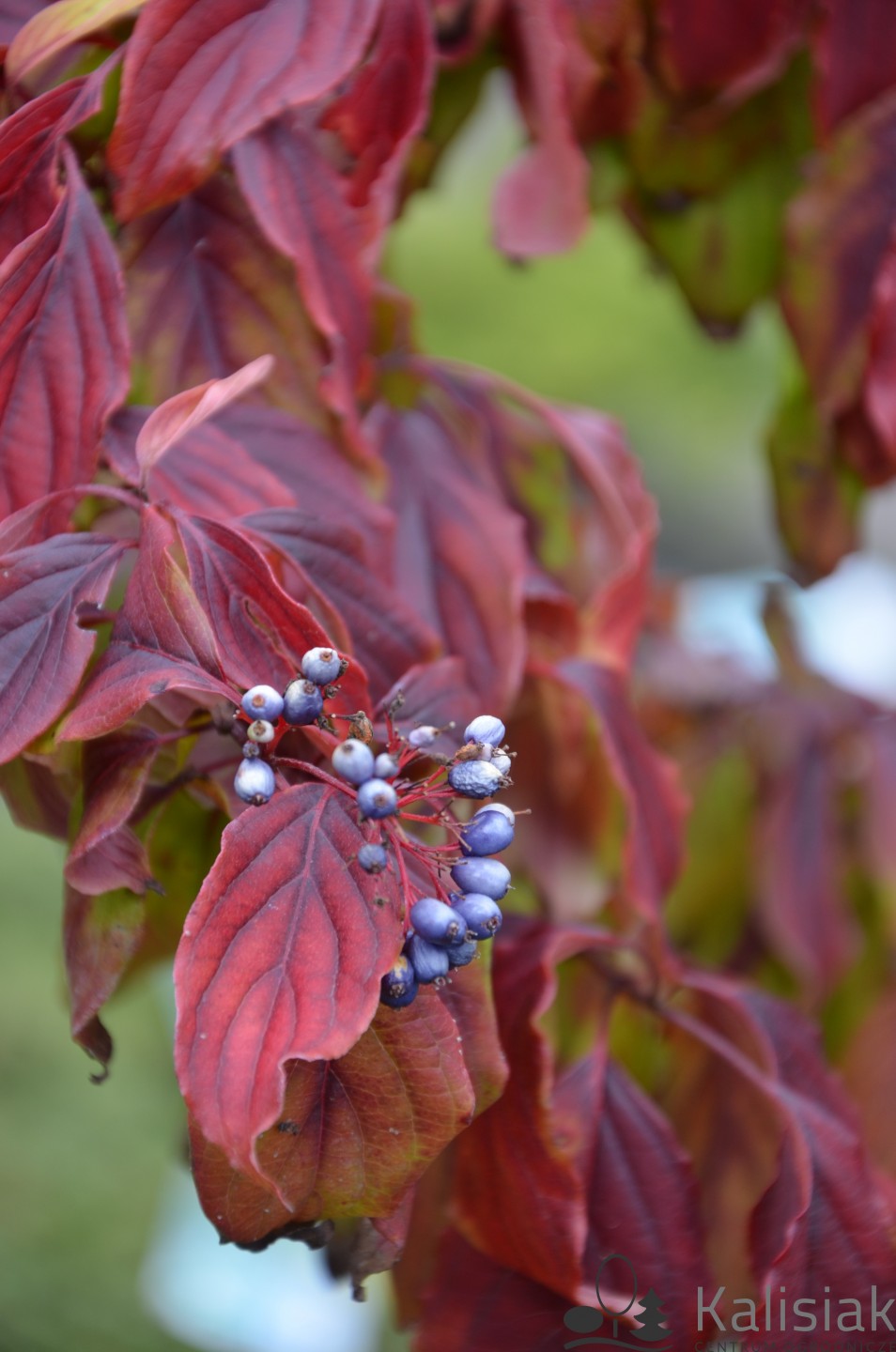 Sanger "Kelseyi" 0.20 - 0.45 m / Cornus sericea "Kelseyi"/ by gradina-noastra