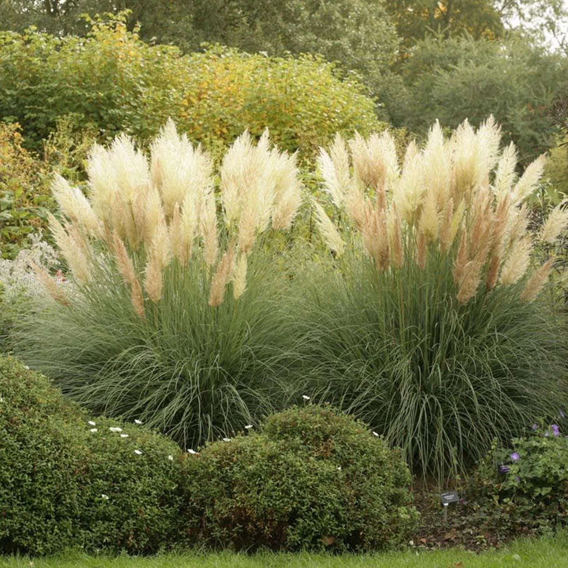Iarba de pampas „Pumila” /Cortaderia sellona „Pumila”/ - Gradina Noastra