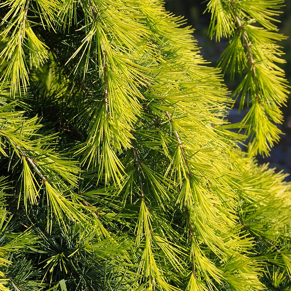 Cedru „Golden Horizon” arbore / Cedrus deodara „Golden Horizon”/ by gradina-noastra