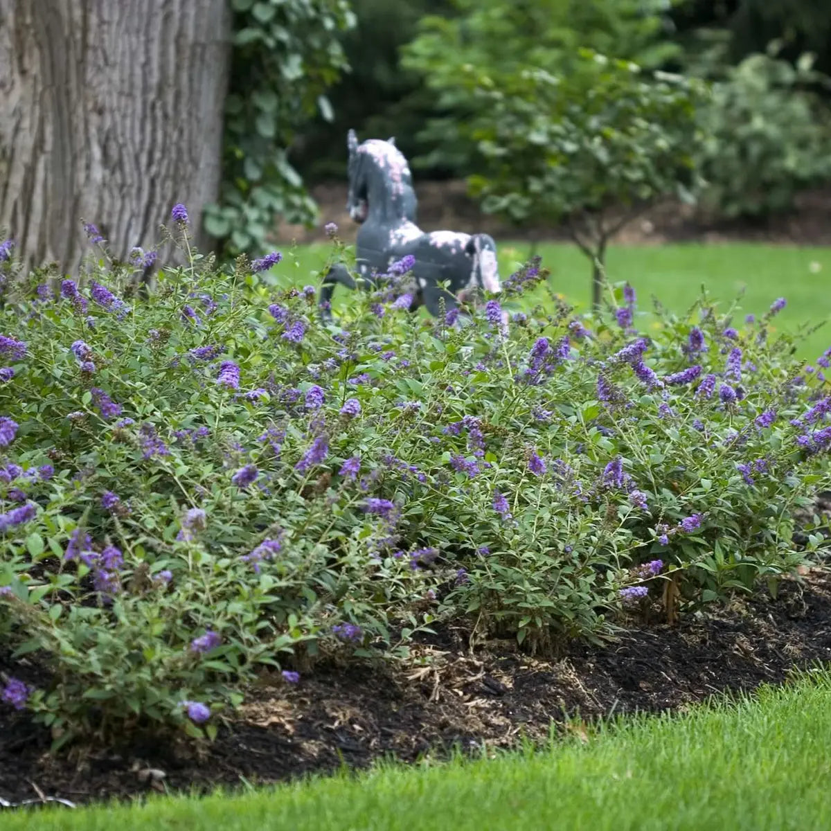 Liliac de vara "Blue Chip Jr." / Buddleja davidii "Blue Chip Jr."/