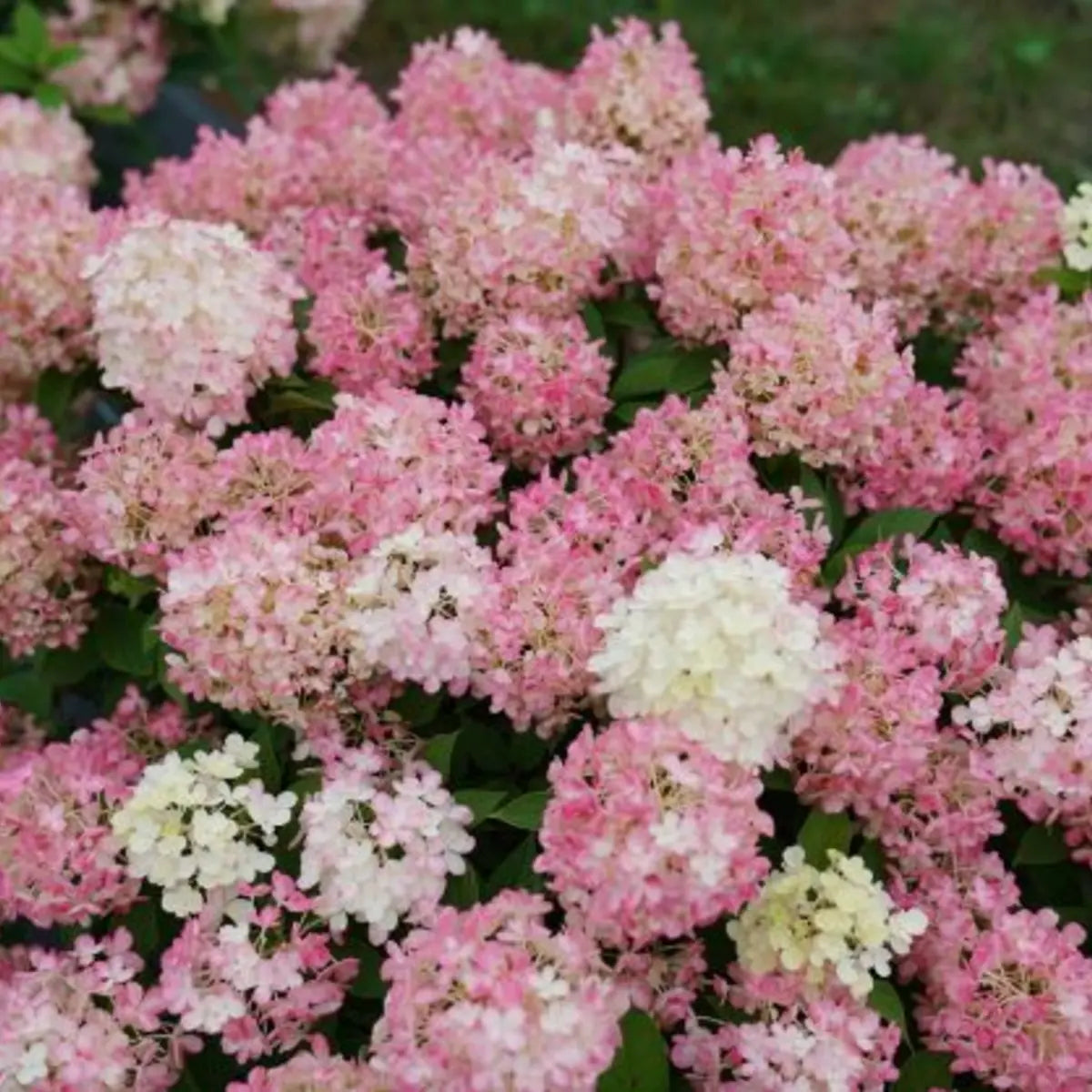 Hortensia paniculata "Fire Light Tiny Bit" / hydrangea paniculata "Fire Light Tiny Bit" /