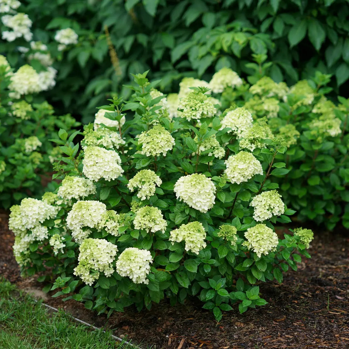 Hortensia paniculata "Little Lime" / hydrangea paniculata "Little Lime" / by gradina-noastra