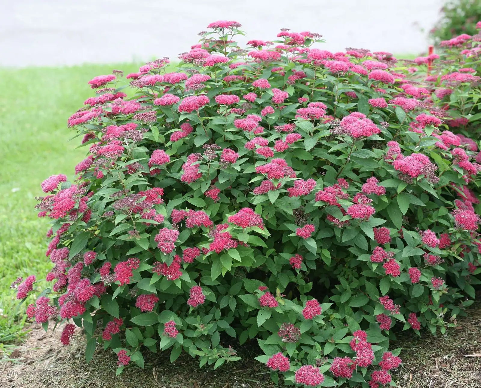 Spiraea japonica "Double Play® Red"/ Cununita "Double Play® Red" / - Gradina Noastra
