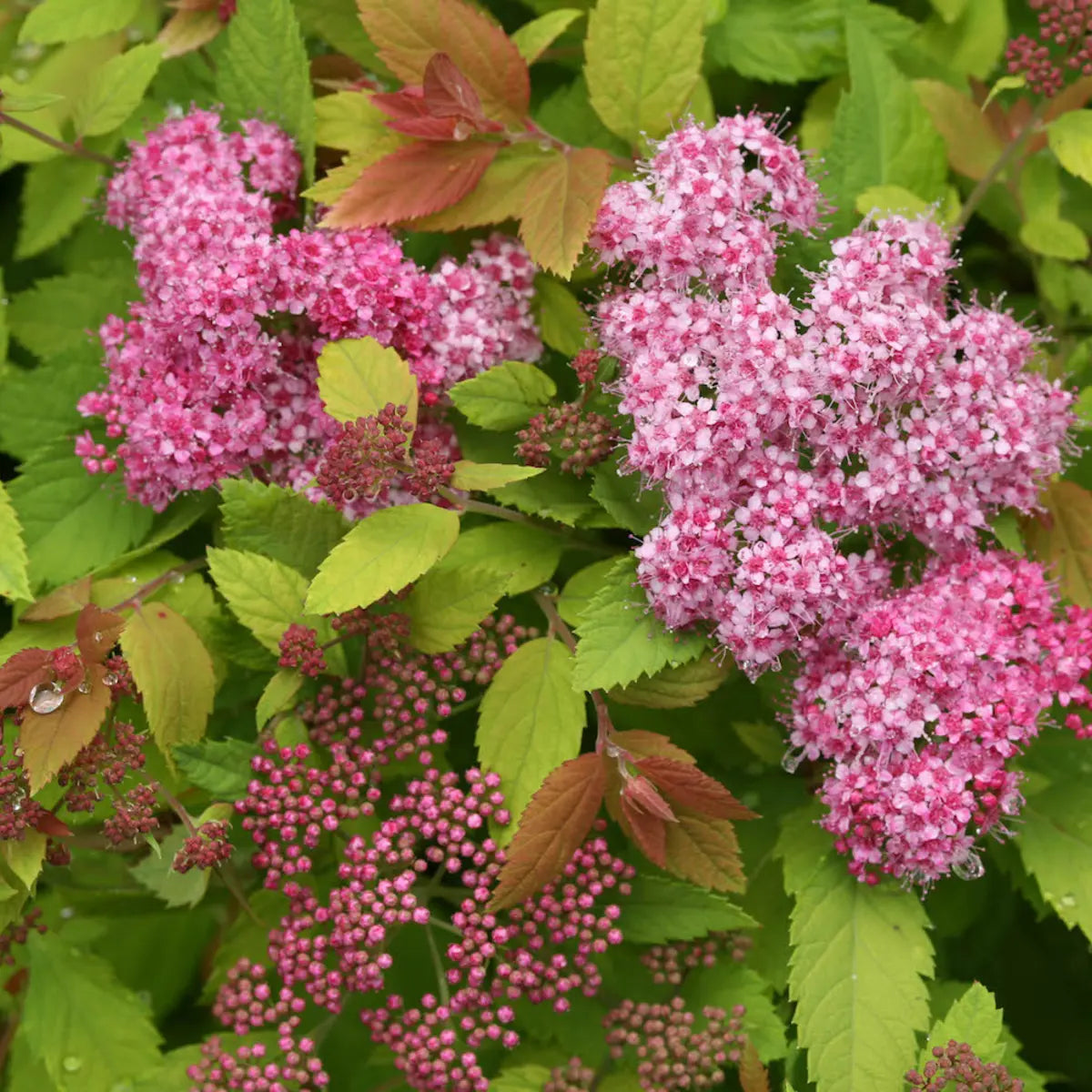 Spiraea japonica "Double Play® Big Bang"/ Cununita "Double Play® Big Bang" / - Gradina Noastra