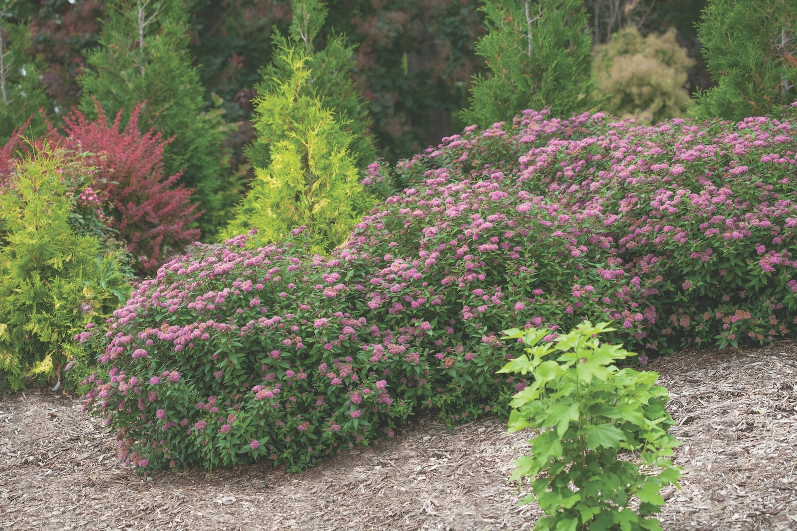 Spiraea japonica &