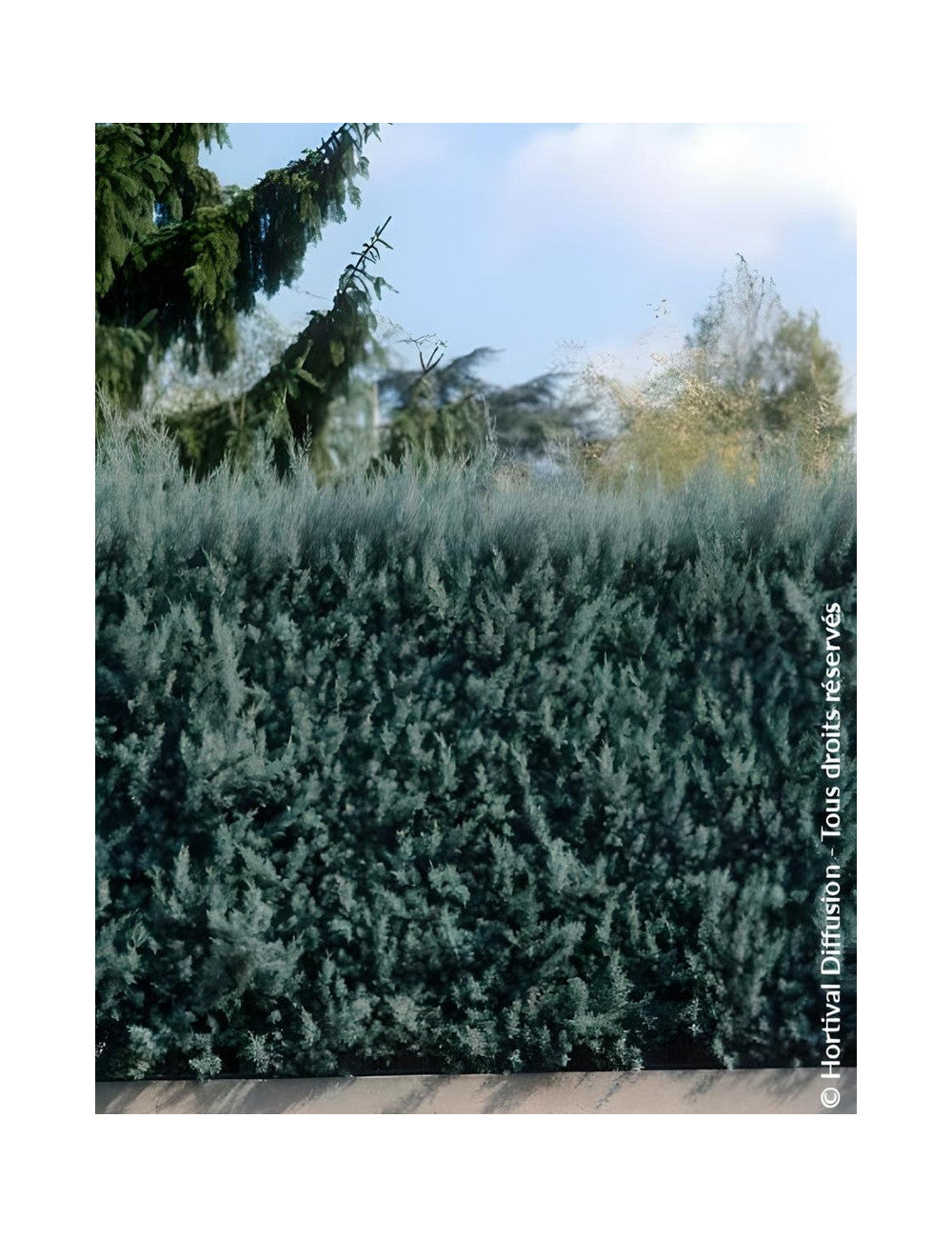 Chiparos de Arizona fastigiat / Cupressus arizonica "Fastigiata" /