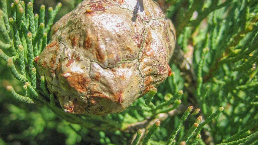 Chiparos de Italia 1.70 - 2.00 m / Cupressus sempervirens "Pyramidalis" / by gradina-noastra