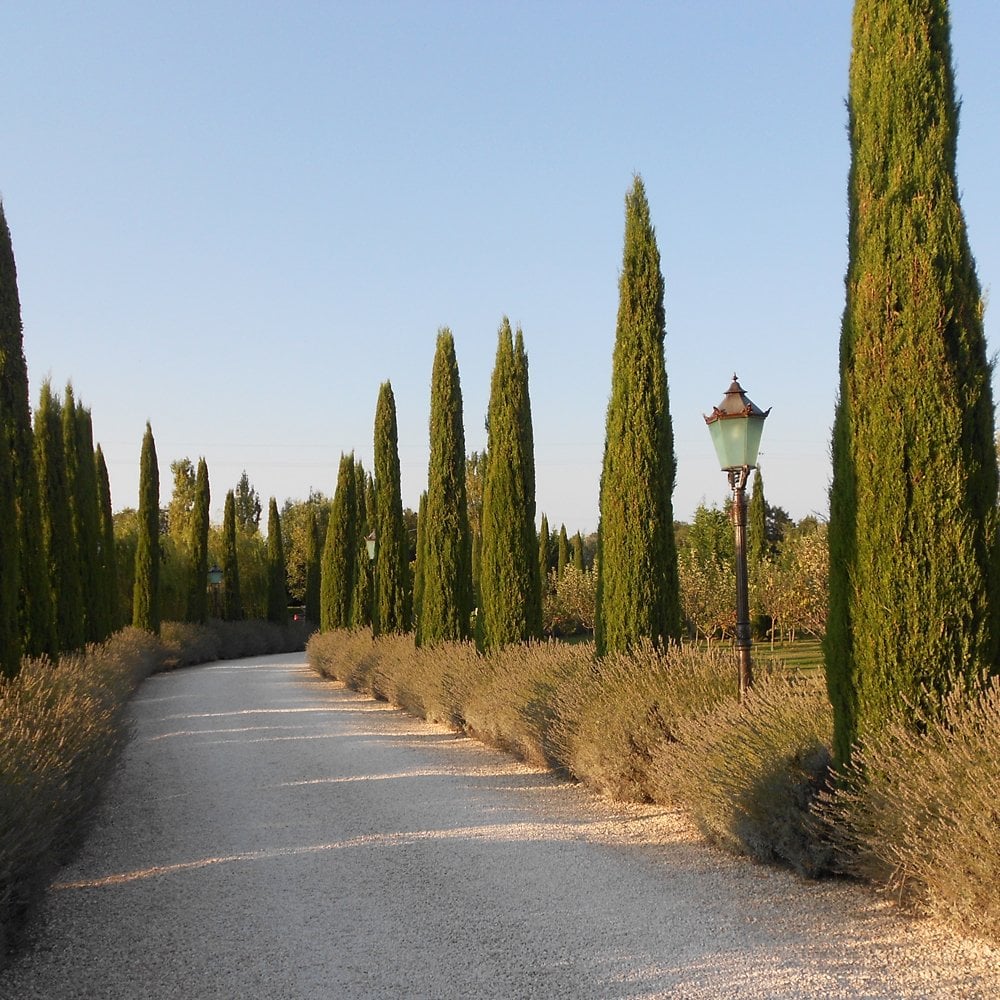 Chiparos de Italia / Cupressus sempervirens "Pyramidalis" /