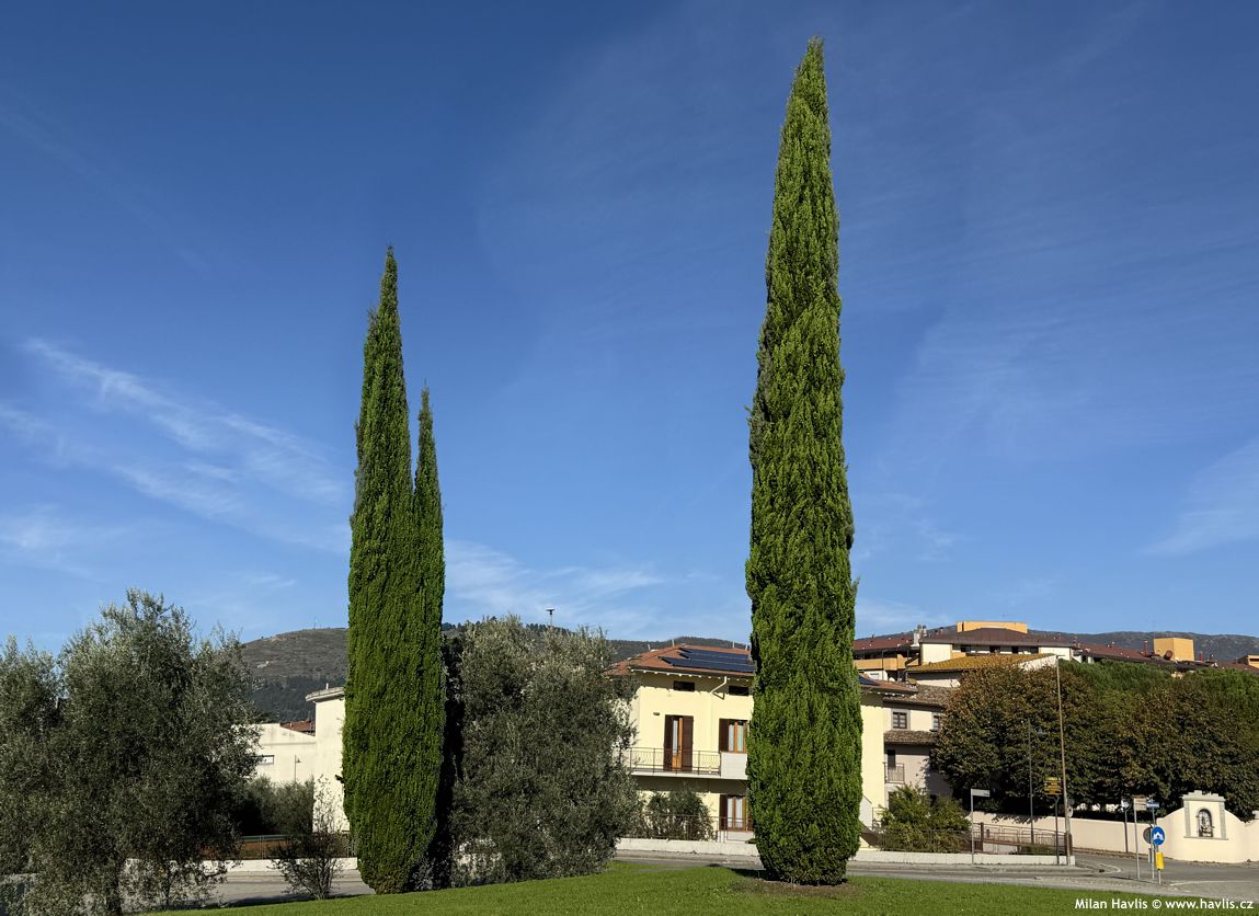 Chiparos de Italia / Cupressus sempervirens "Pyramidalis" /