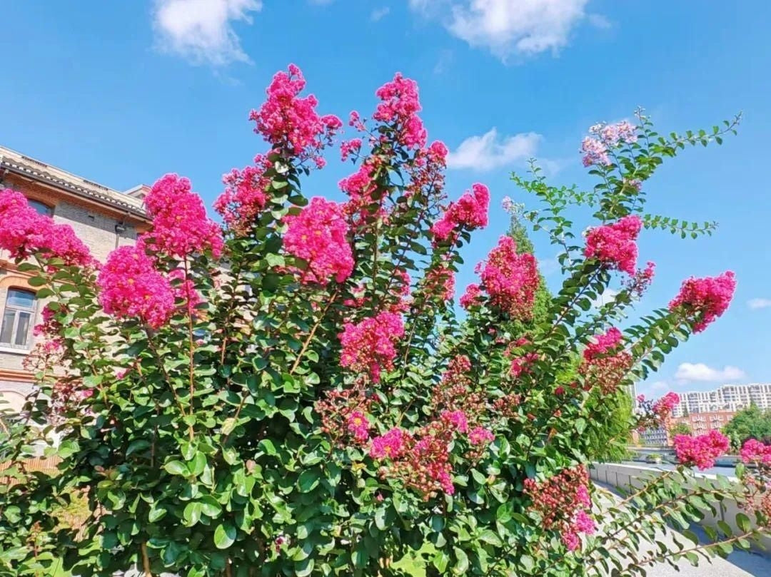 Liliac Indian "Rosea Nova" 2.00 - 2.50 m / Lagerstroemia Indica "Rosea Nova" / - Gradina Noastra