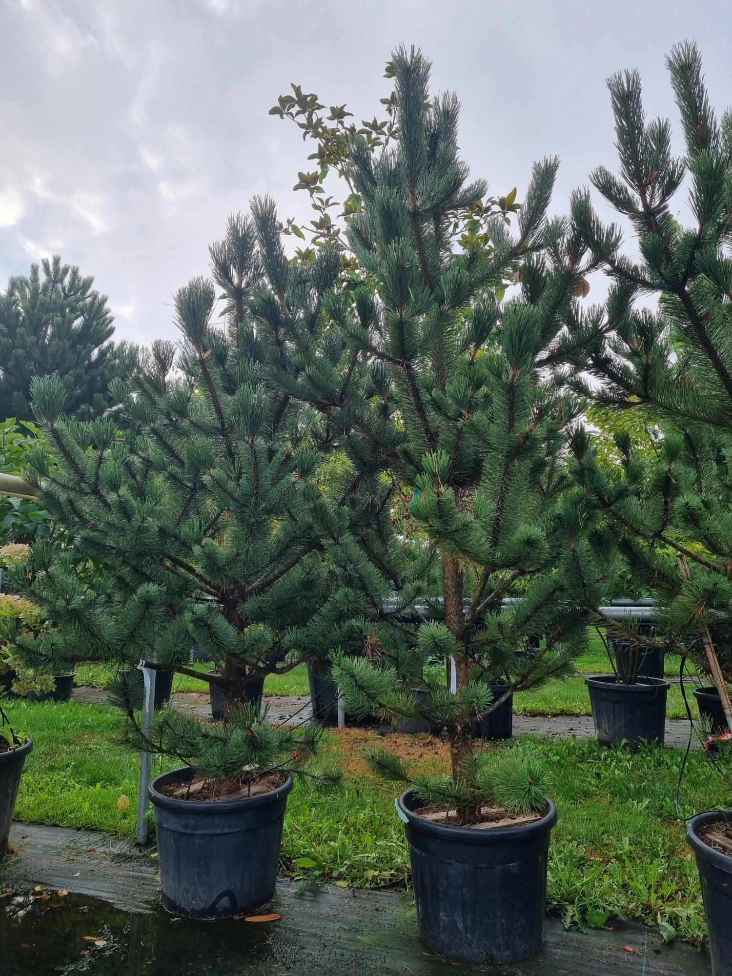 Pin negru "Robusta" 1.75 - 2.00 m / Pinus nigra "Robusta" / by gradina-noastra