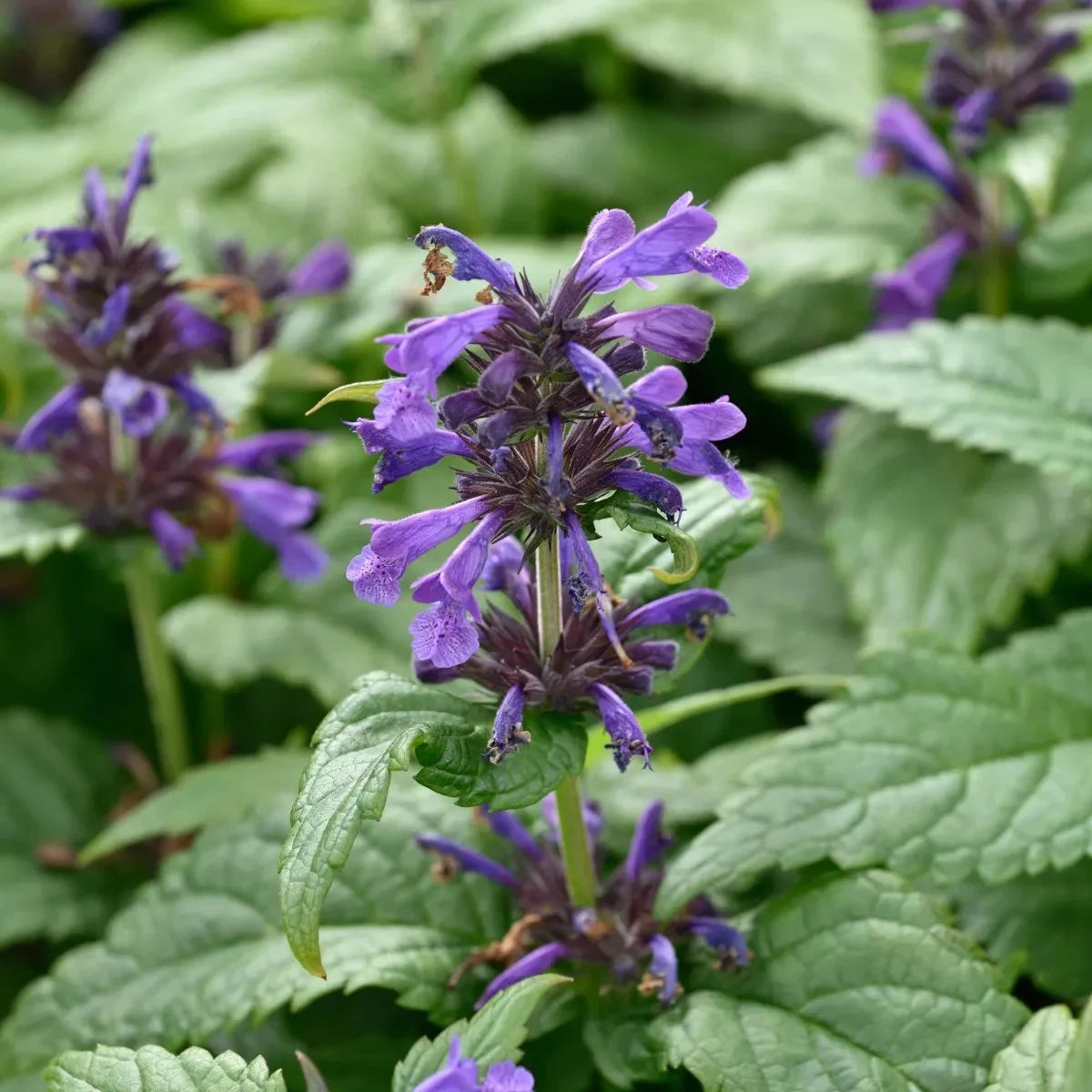 Nepeta kubanica "Neptune" by Gradina Noastra