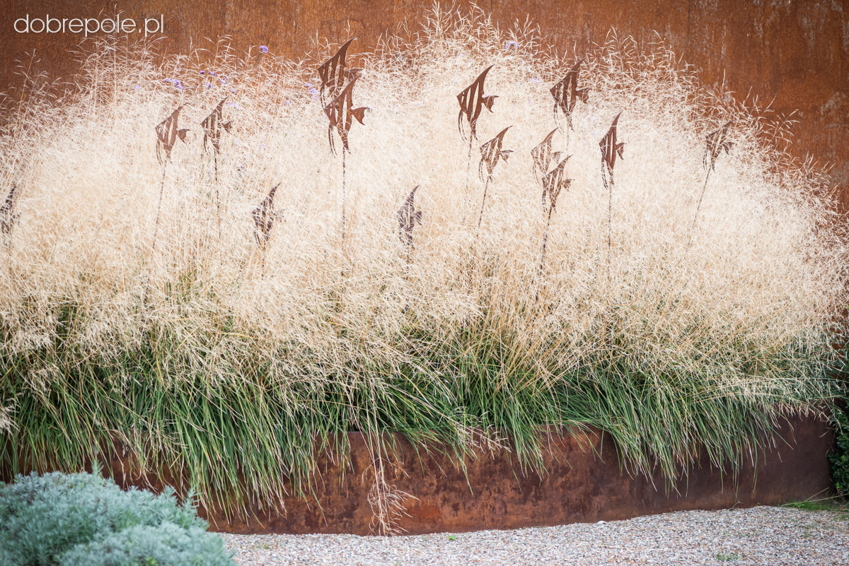 Deschampsia cespitosa "Goldtau" 0.10 - 0.20 m by gradina-noastra
