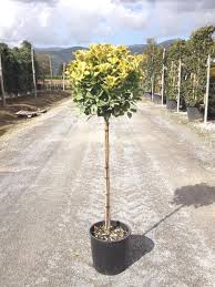 Salba japoneza" Elegant Aureus " 1.40 - 1.50 m / Euonymus jap. "Elegant Aureus"/ - Gradina Noastra