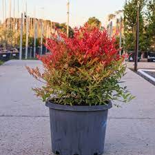 Bambus sfant " Moon Bay" 0.20 - 0.40 m / Nandina domestica "Moon Bay"/ - Gradina Noastra