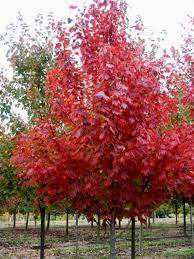 Artar rosu „Somerset” 3.00 - 3.50 m / Acer rubrum „Somerset” / by gradina-noastra