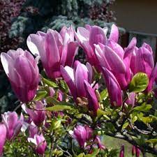 Magnolia "Susan" 1.00 - 1.20 m / Magnolia "Susan"/ by gradina-noastra