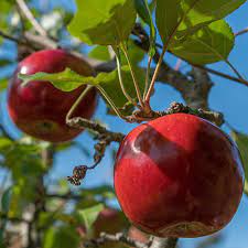 Mar "Idared" 1.80 - 2.30 m / Malus domestica „Idared” / by gradina-noastra