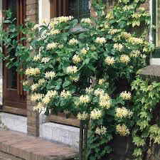 Mâna Maicii Domnului 0.60 m / Lonicera japonica mix / by gradina-noastra