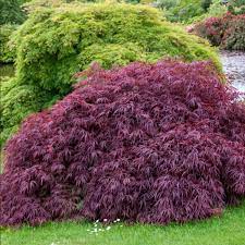 Artar japonez "Tamukeyama" 1.20 - 1.40 m / Acer palmatum dissectum "Tamukeyama"/ by gradina-noastra
