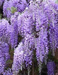 Glicina chinezească 2.00 m / Wisteria chinensis / gradina-noastra
