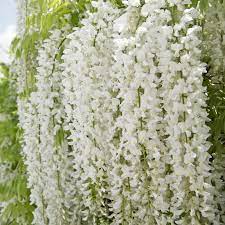 Glicina chinezească "Alba" 2.00 m / Wisteria chinensis "Alba"/ by gradina-noastra