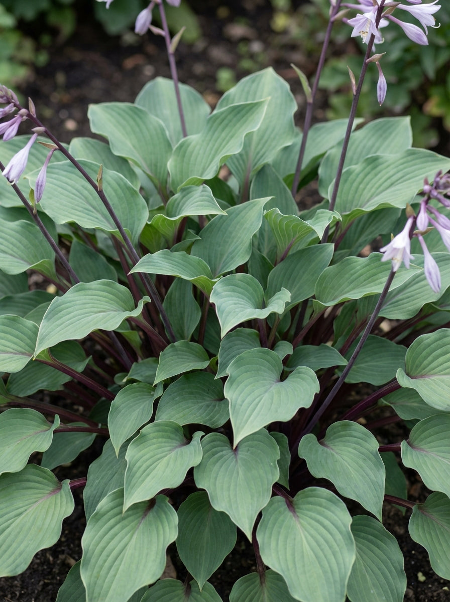 Crin de toamna "Red Cadet" / Hosta "Red Cadet" - Gradina Noastra