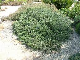 Rozmarin „Boule” / Rosmarinus officinalis „Boule”/ by gradina-noastra