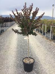 Liliac Indian "Black Diamond Lavander Lace" arbore / Lagerstroemia Indica "Black Diamond Lavander Lace" / by gradina-noastra